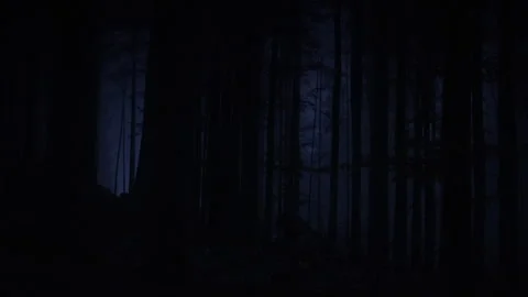 Explore the dark corners of the Bavarian Forest at night Stock Footage 325636245