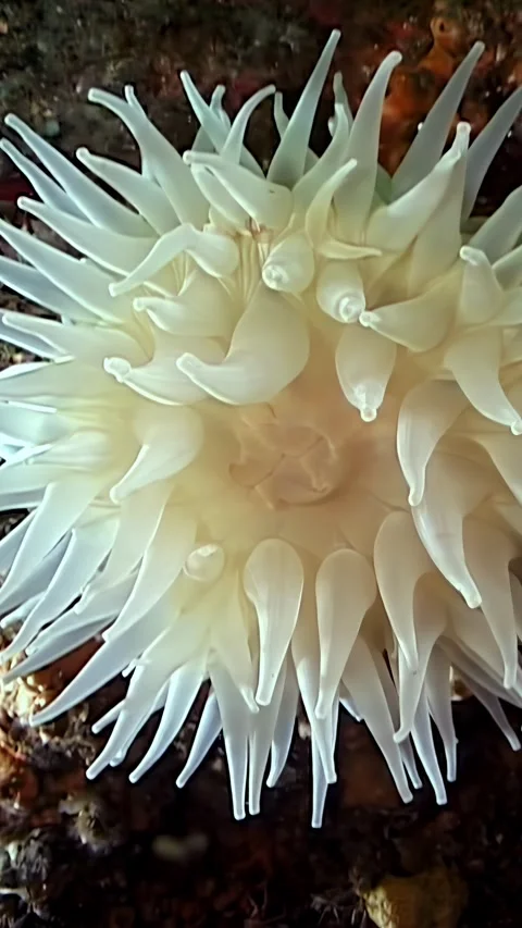 Explore the Delicate Beauty of a Sea Anemone in the Depths of the Barents Sea Video stock 340584928
