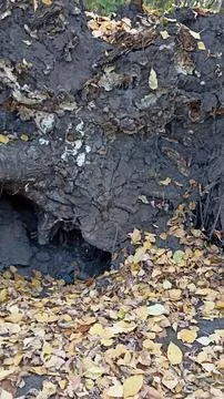 Explore the detailed root system of an uprooted tree, tangled in rich soil an 写真素材