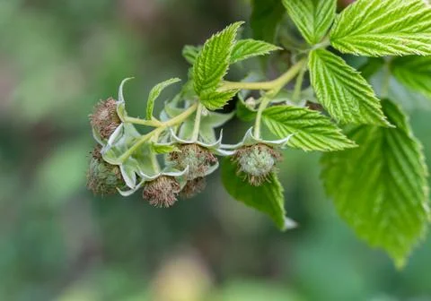 Explore the detailed view of a raspberry branch adorned with unripe berries,  Stock Photos