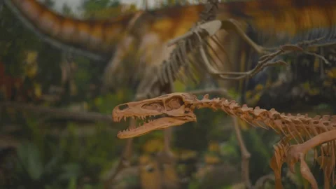 Explore dinosaur skeletons at a museum exhibit in a city park during the Stock Footage 334009516