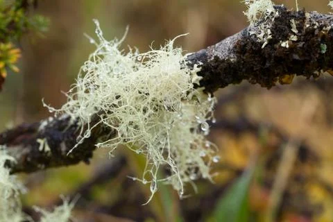 Explore the diverse array of high altitude algae and moss species thriving 스톡 사진