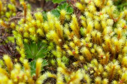 Explore the diverse array of high altitude algae and mosses thriving in 写真素材