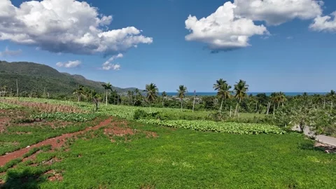 Explore this drone flight between plantations and palm trees towards the Vidéo 267964043
