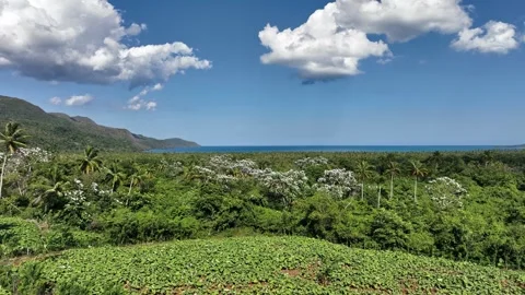 Explore this drone flight between plantations and palm trees towards the Vidéo 267964407