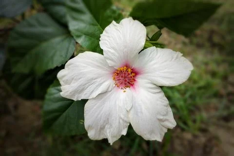 Explore the Elegance of White China Rose (Shoeblack Plant Flower) - Care an.. Stock Photos