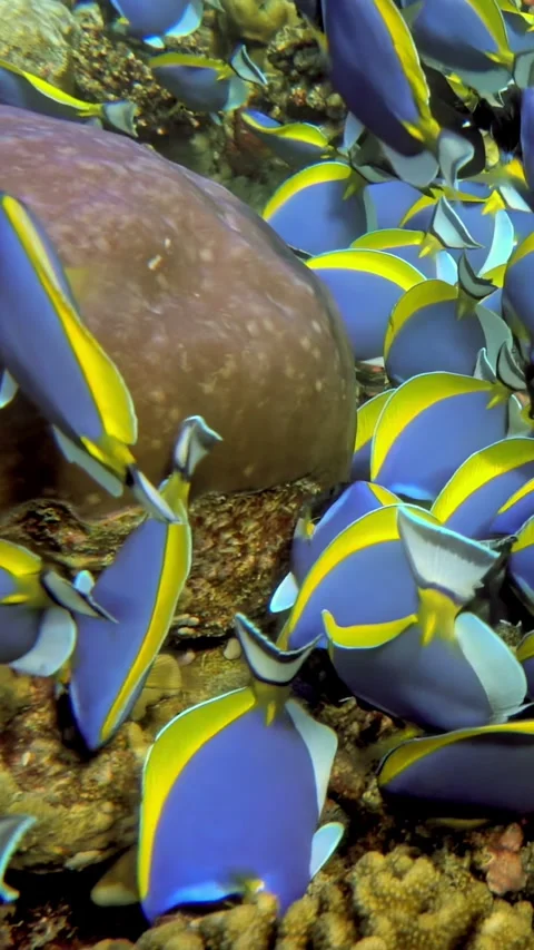 Explore the enchanting Underwater World, where colorful fish move elegantly Stock Footage 320386964