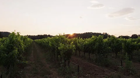 Explore fields vineyard plantation farm at sunset with lush grape vines Stock Footage 321441999