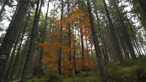 Explore a forest during fall with trees and colorful leaves Stock Footage 329056956