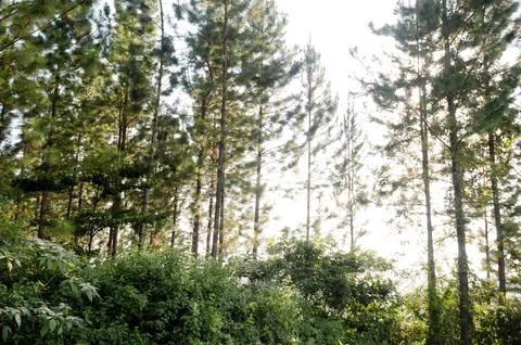 Explore the forest in Mabira, Entebbe, Uganda Foto stock