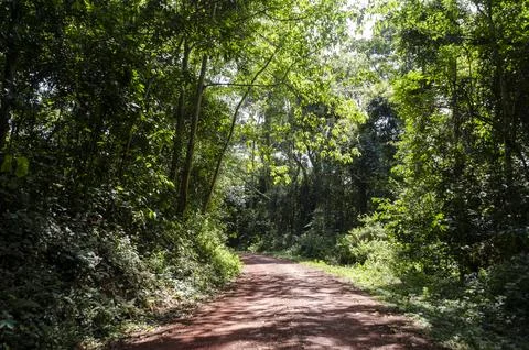 Explore the forest path in Mabira, Uganda Foto stock