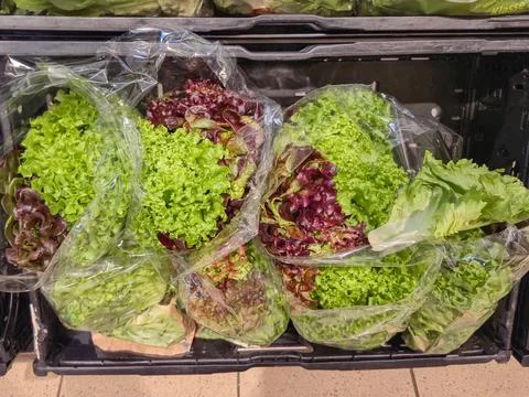 Explore fresh lettuce varieties in clear bags at your local grocery store f.. Stock Photos