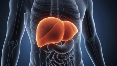Explore the functions and importance of the liver in human anatomy and health Stock Footage 321605753