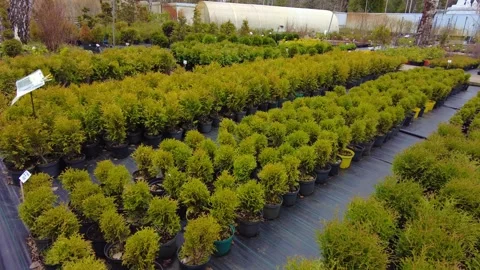 Explore a garden center with many plants arranged in rows on a sunny day Stock Footage 337125305