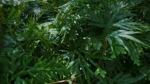 Explore the green bushes in the forest Stock Footage 276891663