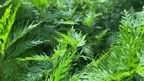 Explore the green bushes in the forest Stock Footage 276891670