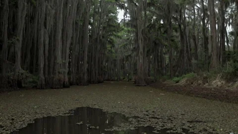 Explore a green forest area by the water during daytime hours Stock Footage 327960519