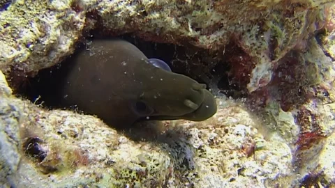 Explore hidden beauty of moray eel gracefully peering from its coral reef home 스톡 동영상 309662448