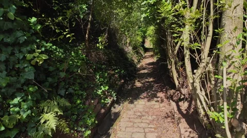 Explore the Hidden Path Through Lush Greenery in a Tranquil Forest Setting Stock Footage 287901222