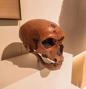 Explore human evolution with this striking ancient skull fossil. Set in a mus Stock Photos