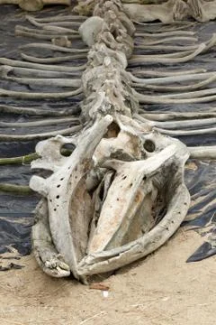 Explore the impressive whale skeleton on display at the marine life museum,a Stock Photos