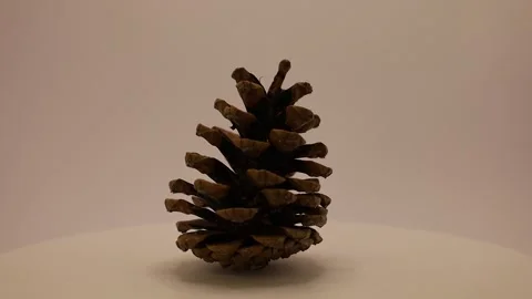 Explore the intricate beauty of a pine cone captured in stunning detail at a tra Stock Footage 328634113