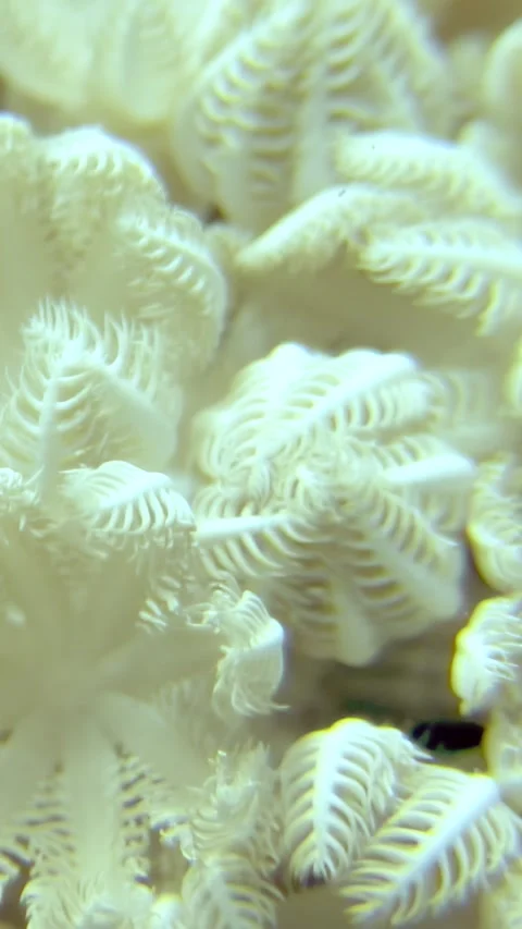 Explore the intricate beauty of six-rayed soft corals in the Red Sea Stock Footage 319537751