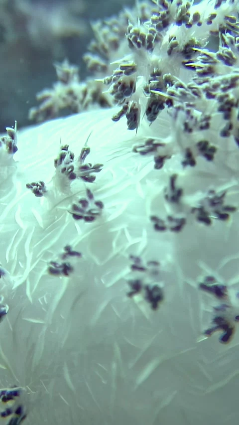 Explore the intricate beauty of tree soft corals thriving in the Red Sea Stock Footage 314133624