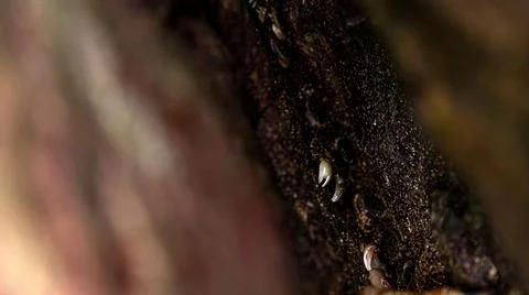 Explore the intricate textures and tiny elements of a natural surface, captur Stock Photos