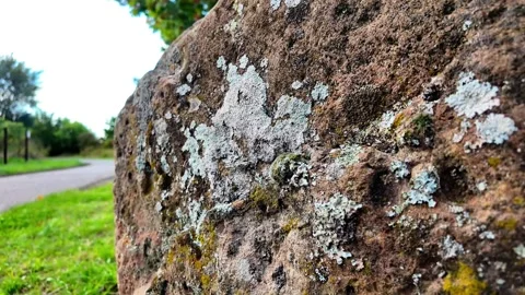 Explore the Intricate Textures and Vibrant Colors of Nature on a Serene Walk Stock Footage 287829687