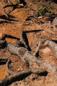 Explore the intricate tree roots that are a vital part of natures complex 스톡 사진