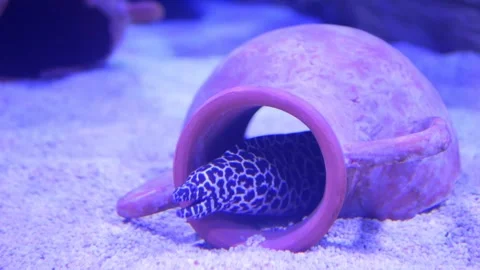 Explore a Leopard Moray Eel hiding in a pot within an aquarium from various Video stock 277071421