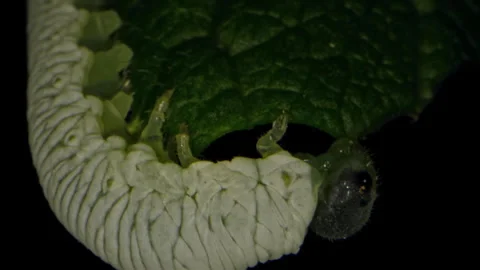 Explore the life cycle of caterpillars in Bavarian Forest National Park Stock Footage 325639292
