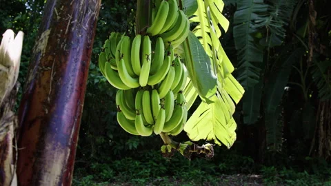 Explore the lush banana plantation with clusters of ripe bananas Stock Footage 321586713