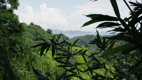 Explore lush foliage of mountain rainforest in martinique Stock Footage 321597559