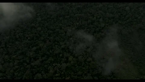 Explore a lush forest landscape shrouded in morning mist Stock Footage 320266230