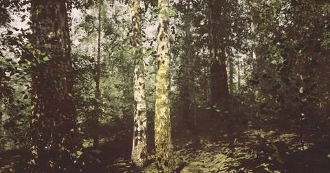 Explore lush forest landscape with tall trees and dappled sunlight Stock Illustration