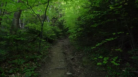 Explore a lush forest trail in early summer, capturing nature's beauty Stock Footage 282667931