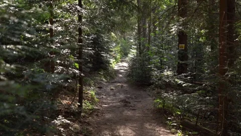 Explore a lush forest trail in early summer, capturing nature's beauty Stock Footage 283483262