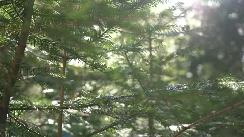 Explore a lush forest trail in early summer, capturing nature's beauty Stock Footage 301235054