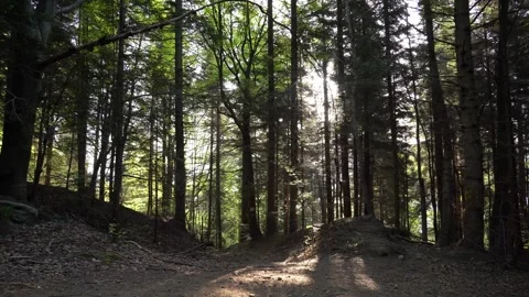 Explore a lush forest trail in early summer, capturing nature's beauty Stock Footage 305455877