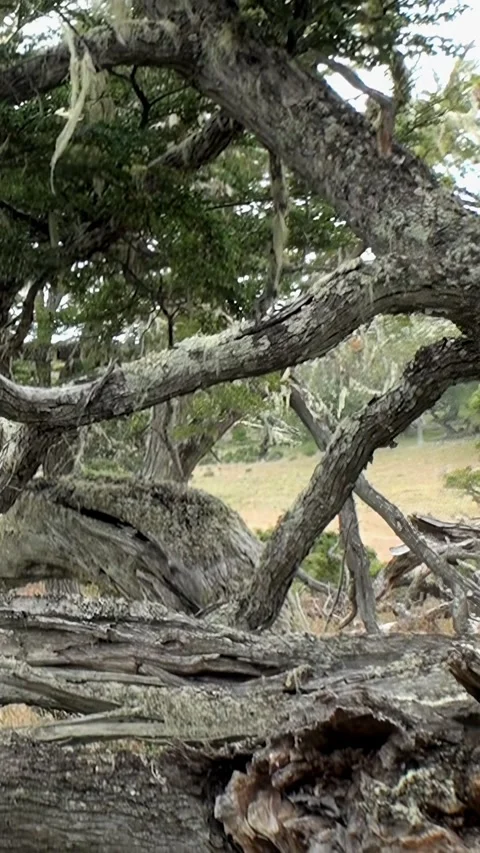 Explore the lush forests of Los Alerces National Park in Patagonia, Argentina Stock Footage 283172736