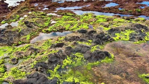 Explore the lush green algae on the rocky shoreline, highlighting coastal Stock Photos