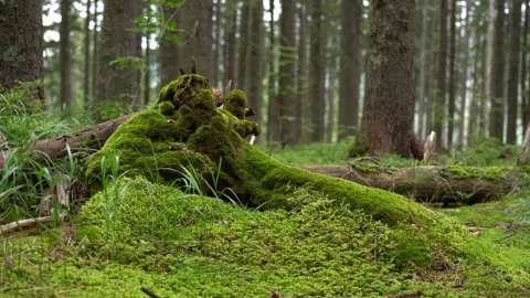 Explore a lush green forest with vibrant moss covering fallen logs Stock Footage 316763331