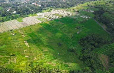 Explore the lush green rice fields of Bali showcasing the beauty of rural Stock Photos