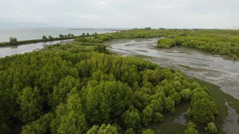 Explore the lush mangrove forests and winding waterways, a vibrant ecosystem Stock Photos