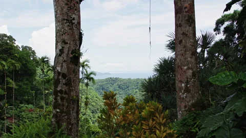 Explore the lush tree mountain rainforest in beautiful martinique Stock Footage 321596232