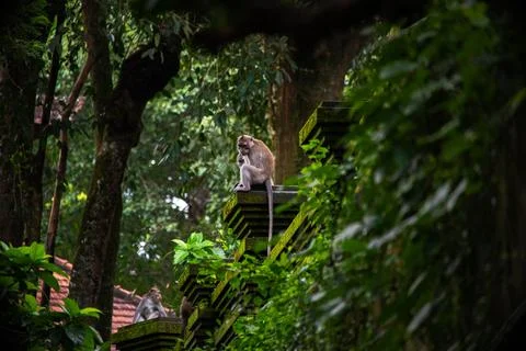 Explore the lush Ubud monkey forest in Bali where playful monkeys interact with Stock Photos