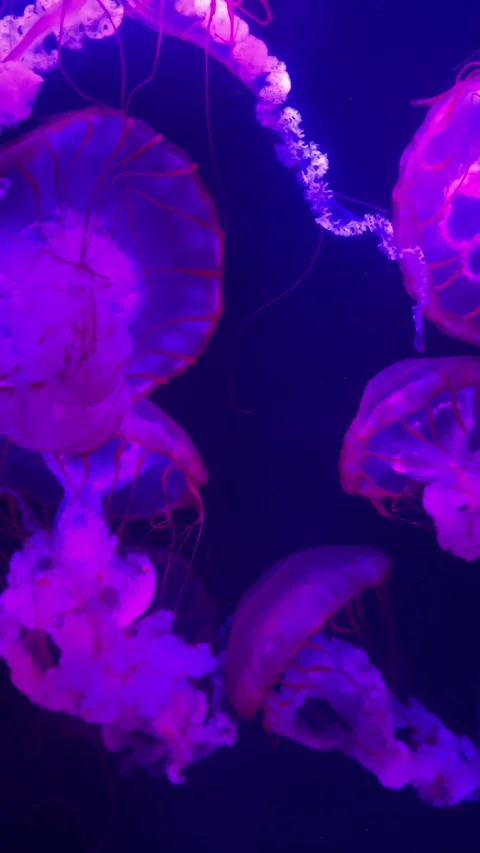 Explore a mesmerizing underwater world where colorful jellyfish glide gracefully Stock Footage 310447545