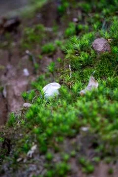 Explore the miniature world of the forest floor with this captivating close-u Stock Photos